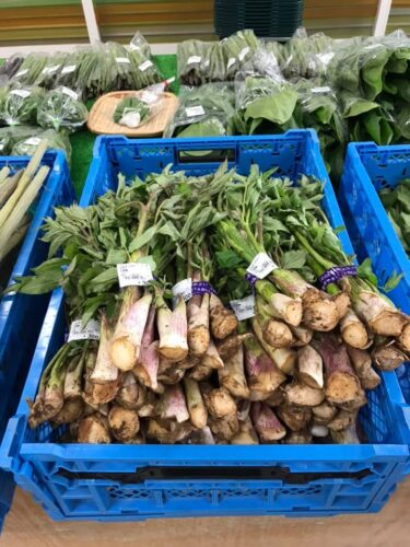 🌼 休み明けの本日沢山の山菜が入りました。ウド、ふきが沢山あります 😊【みのりっち北竜】