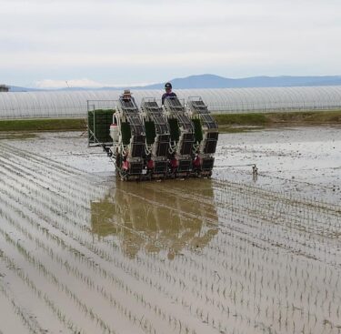 北竜町長 佐野豊 活動報告・5月20日（木）職員と打ち合わせ、田植え状況調査(町内一円)