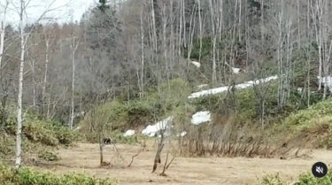 5月2日にうちの山の入口でヒグマに会いました。母グマ1頭と子グマ2頭の合計3頭【自然下・上井達矢さん仁美さん】