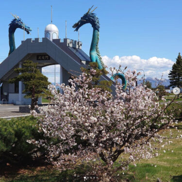 Chúng tôi đã tìm thấy những bông hoa anh đào nở rộ tuyệt đẹp tại Công viên Hoa Hướng Dương Hokuryu Onsen 🎶 [Hiệp hội Hợp tác xã Kinh doanh Kurosengoku]