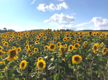 🌻 5月18日（火）ひまわりの里の写真です 🤳 早くこんな景色が見たいですね…🌻 【お食事処向日葵】