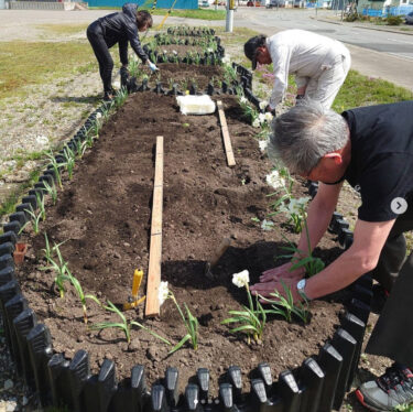 昨年に続き、花壇にひまわりを植えました 🎶 まだまだ小さいですが、咲くのがとても楽しみです！【黒千石事業協同組合】