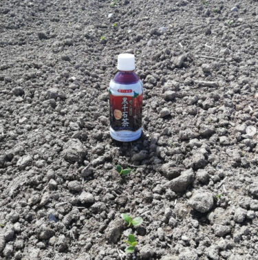 5月7日に撒いた黒千石大豆が発芽しました❗ 小さくてかわいい芽がたくさん見られました【黒千石事業協同組合】