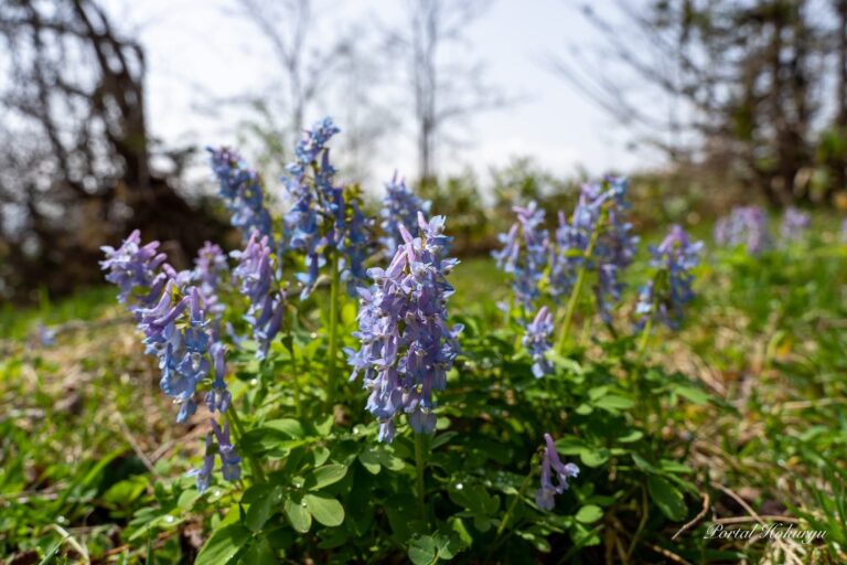 春を告げるエゾエンゴサク