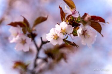 イチイの森の桜