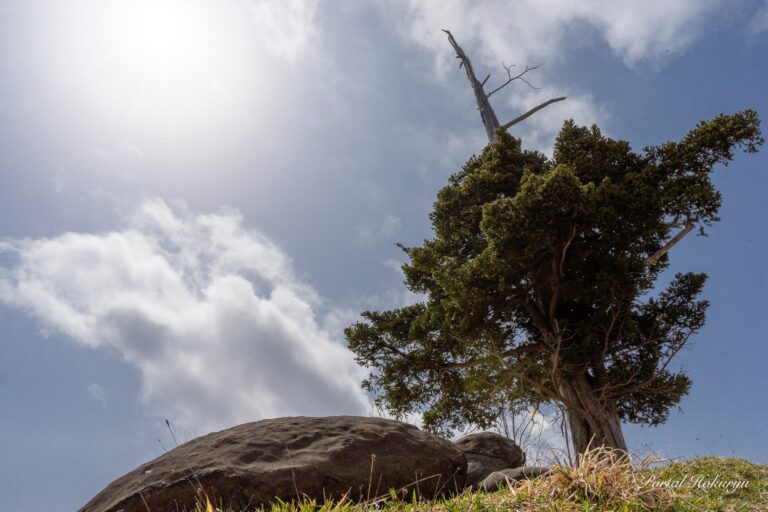 どろ亀さんとイチイの木