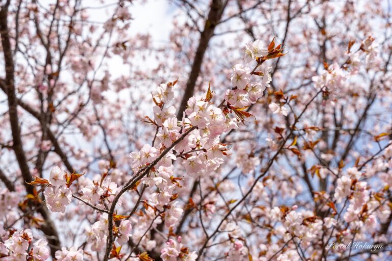 金毘羅公園の桜