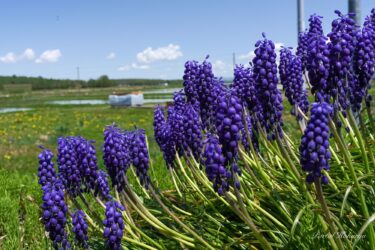 紫の光きらめくムスカリの花