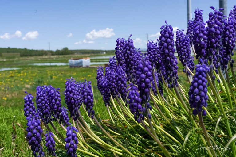 ☆紫系の花かんむり☆ 紫系のペチュニアの花が増えて来た。2020年。花: 02memo日記