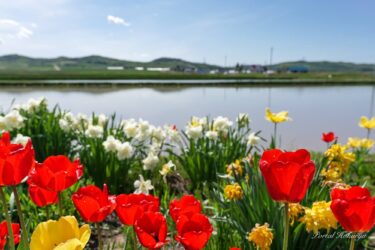 チューリップと水仙