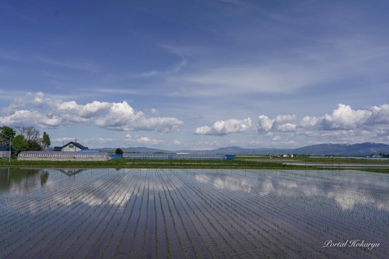 水田に映り込む空模様