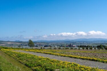 ひまわりの里のたんぽぽ