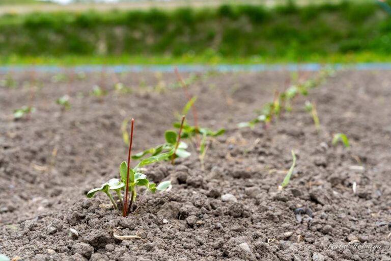 世界のひまわり発芽