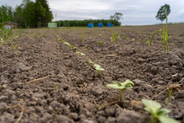 ดอกทานตะวันบานที่หมู่บ้านทานตะวัน!