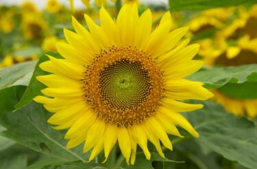 2021年度【新型コロナウイルス感染症対策】北竜町防災無線：町施設利用の制限の延長について