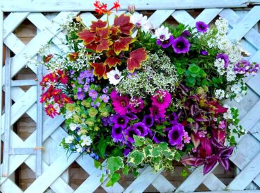 北竜町長 佐野豊 活動報告・5月31日（月）新型コロナウイルス感染症対策本部会議、北竜町議会議長と懇談、北竜町ひまわり観光協会長懇談