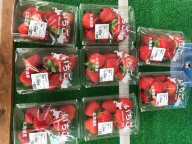 大きな苺🍓🍓🍓🍓が入りました。凄く美味しそうです。いえ間違いなく美味しいと思います【みのりっち北竜】