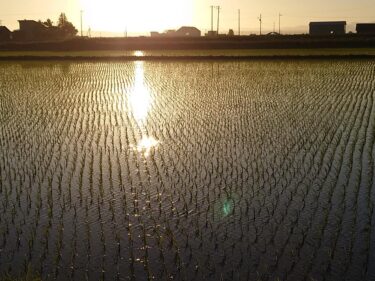 होकुर्यु टाउन के मेयर युताका सानो की गतिविधि रिपोर्ट: सोमवार, 7 जून को मेयर, विभाग और अनुभाग प्रमुखों के साथ बैठक, और नगर परिषद के अध्यक्ष के साथ बैठक