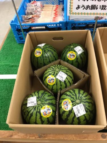 Đây là lần đầu tiên dưa hấu hướng dương xuất hiện. Tôi nghĩ năm nay chúng ta cũng sẽ có những quả dưa hấu ngọt và ngon. [Minorich Hokuryu]