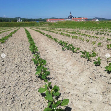 緑が濃くなり大きくなってきましたね 😊 黒千石大豆だけでなく他の作物も雨がほしいところです 💧【黒千石事業協同組合】