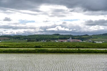 Göz kamaştırıcı yeşil sezon