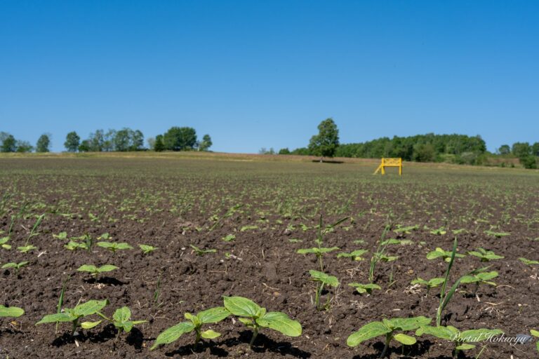元気パワー溢れるひまわりさん