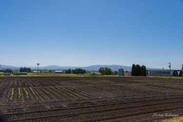 世界のひまわり成長中！