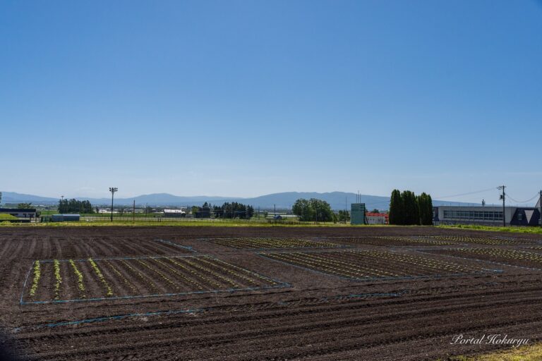 世界のひまわりさん成長中！