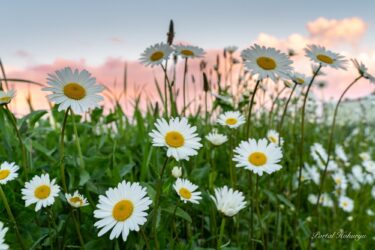 真実の愛の光にきらめくマーガレットさん