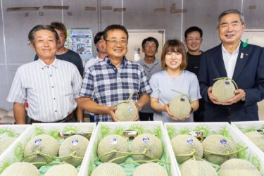 北竜ひまわりメロン初出荷・生産者の方々の沢山の愛情と極上の美味しさに満ちています！