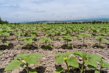 ひまわりさんの元気パワー！