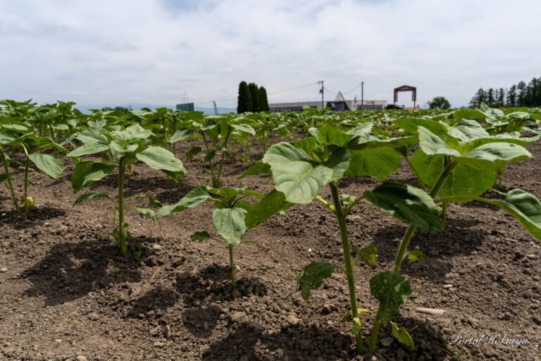 世界のひまわりさん