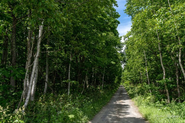 木漏れ日の小道