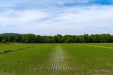 Parlayan yeşil pirinç tarlaları