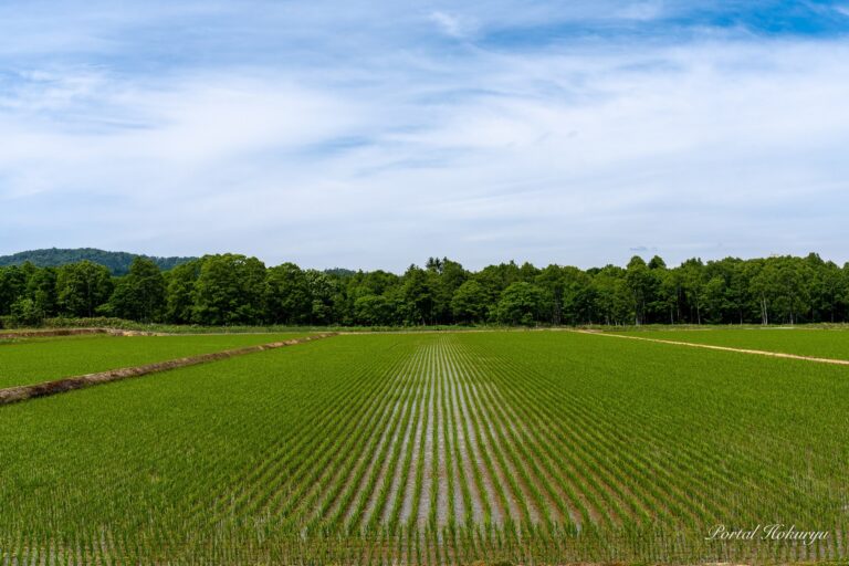 緑輝く田んぼ