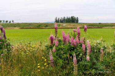 Lupin hồng yên bình