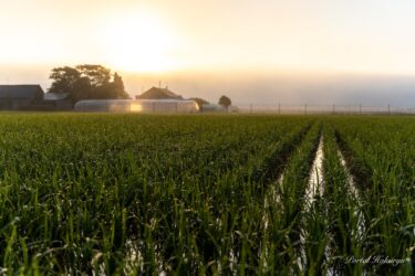 朝露がきらめく瞬間！