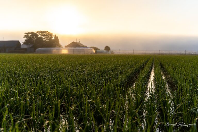 朝露がきらめく瞬間！