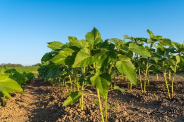 元気な世界のひまわりさん！