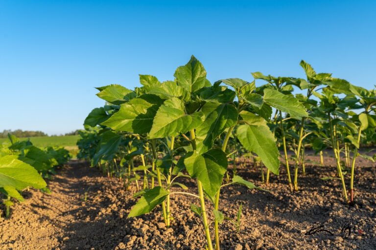 元気いっぱい！世界のひまわりさん！