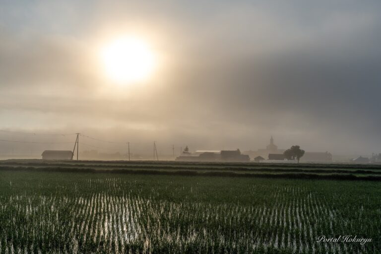 田んぼに映る朝陽