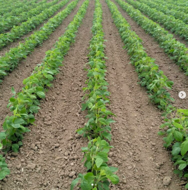 Son vaxtlar Hökürüyə çox yağış yağmır, bu da narahatlıq doğurur, amma bitkilər yaxşı inkişaf edir. [Kurosengoku Biznes Kooperativ Assosiasiyası]