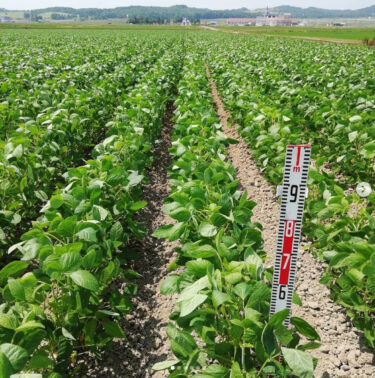 順調に生育しています ✨ 平均60センチくらいの背丈ですね。そしてなんと、花も咲いていました❗【黒千石事業協同組合】