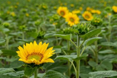 愛らしいひまわりさんの開花に感動！