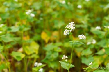 そばの花の純白の輝き