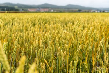 生命力溢れる麦の穂