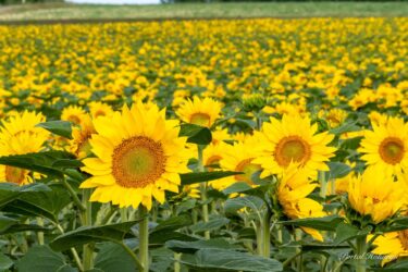 ハッピーパワー溢れる素敵なひまわりさん