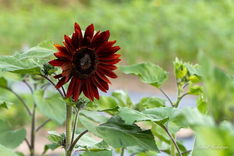 ビロードのきらめき