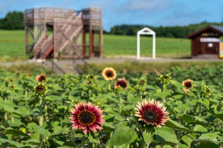 個性豊かなひまわりさん