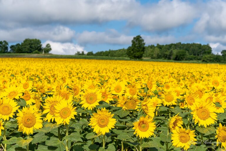 躍動するひまわりパワー